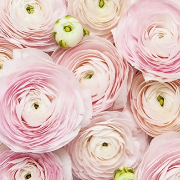 Meet your Posher, Cathy - Picture 2 of 3